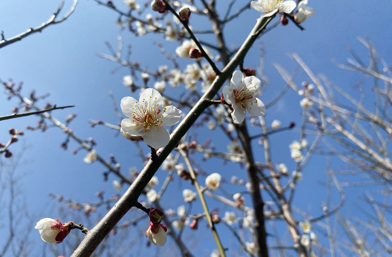 小梅の花