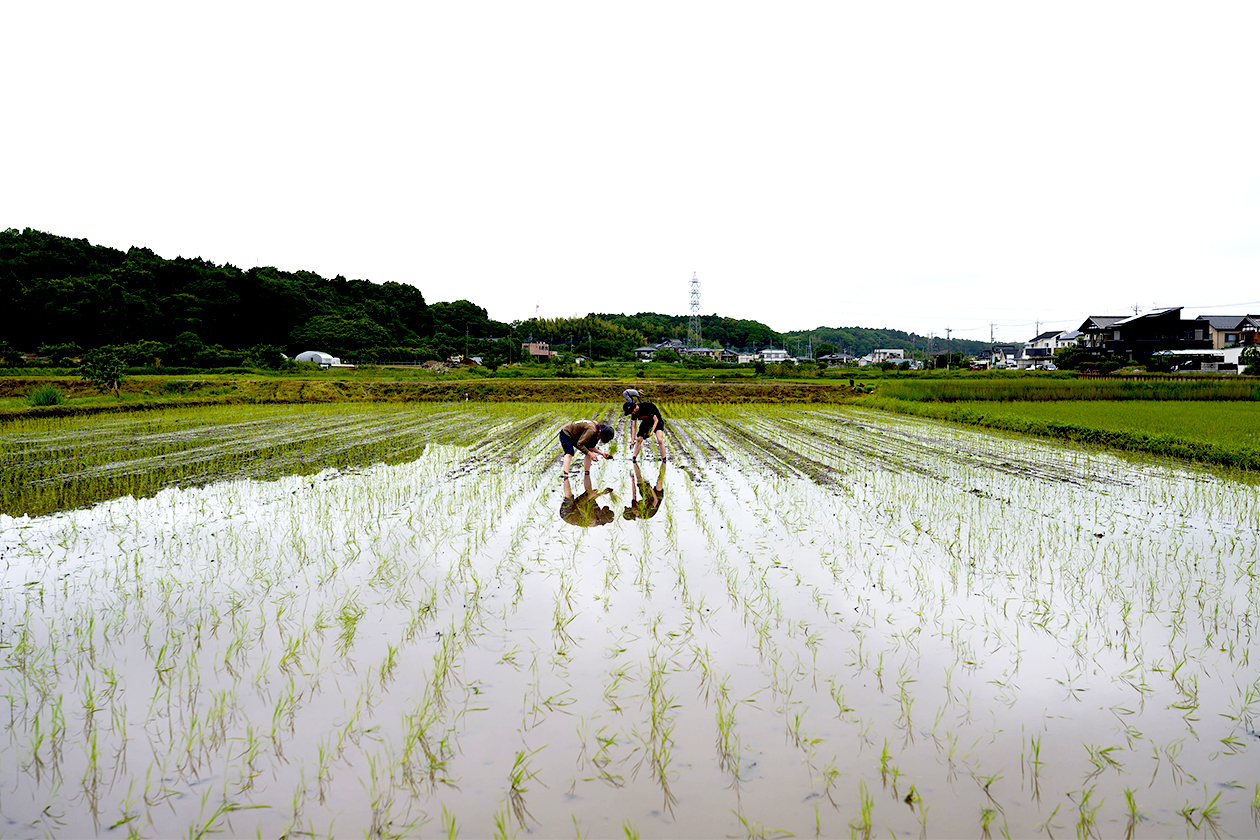 田植え